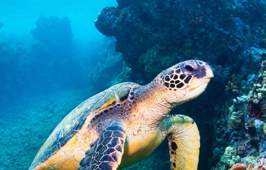 Abu Dabab Turtles bay